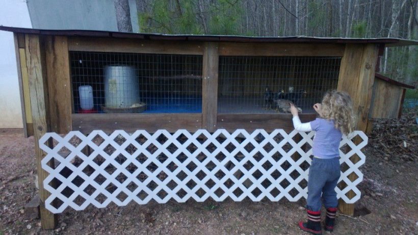 Chicks and Princess Peach