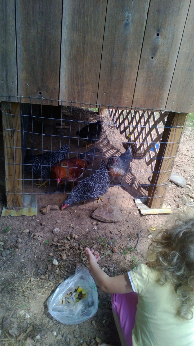 Teenaged chickies getting scraps.