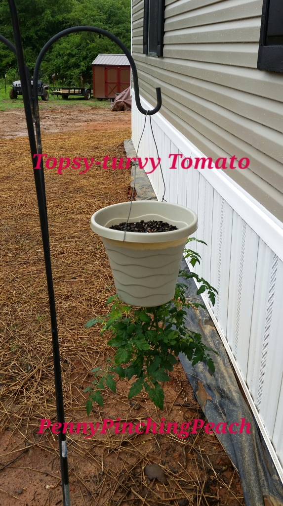 DIY Topsy Turvy Tomato